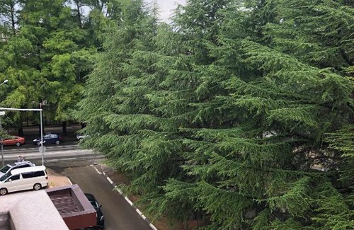 Adler City Centre Apartment | Апартаменты на Куйбышева