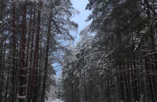 Idritsa House | Гнездо аиста