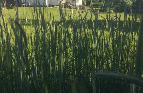 Novosergiyevo House | Деревенский дом на праздник