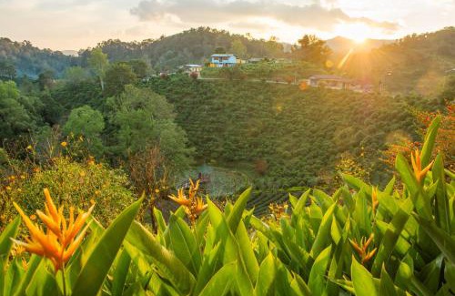 Mae Suai Resort | เลาลีฮิลล์รีสอร์ท Laulee hill resort