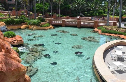 Paradise Island Resort | 1 Bedroom Deluxe - Harborside Resort at Atlantis - Full Resort Access