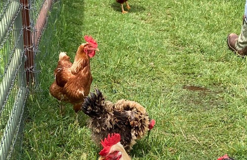 Mineral Wells Cottage | 10 min from Downtown Mineral Wells & 25 miles to Possum Kingdom Lake!