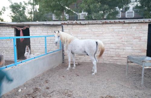 Al Dhaid Villa | 1001 nights , Wild farm Football, Jacuzzi, BBQ Sharjah