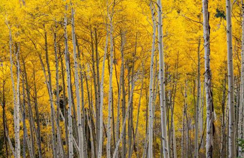 Country Club Estates House | 1760T Thunderbird Cabin