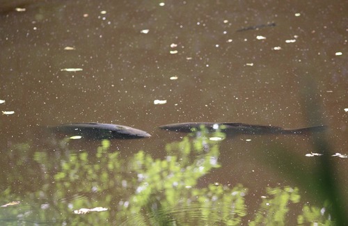 Cercoux House | 2 bed lakeside guest house with parking