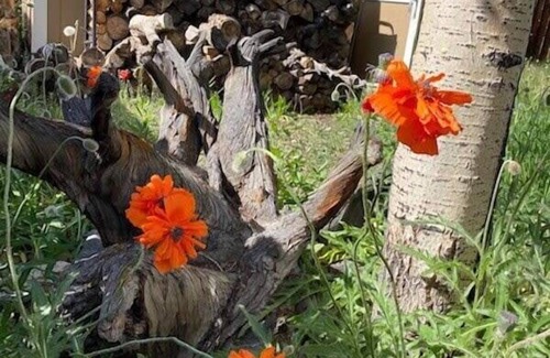 Leadville North House | 2BR Victorian Retreat Near Trail & Pet Friendly