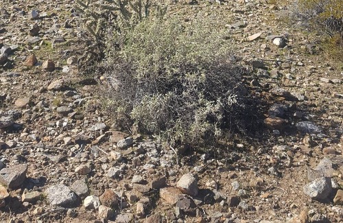 Surprise Farms House | 3 Bdrm, Hot Tub, Fire Pit, Putting Green. Close to MLB Spring Training Stadiums