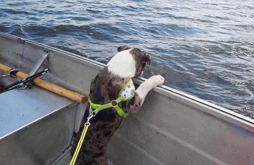 Carden Cottage | 3 Bedroom Lakeside cottage in Lake Dalrymple 6 adults+kids