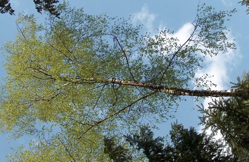 Rothenburg Other | 3 CHILDREN UNDER 16 YEARS ARE ACCOMPANIED BY AT LEAST 2 ADULTS FREE!