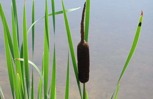 Rothenburg Other | 3 CHILDREN UNDER 16 YEARS ARE ACCOMPANIED BY AT LEAST 2 ADULTS FREE!