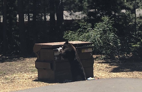 Lake Forest Condo | 70's Cabin/Condo