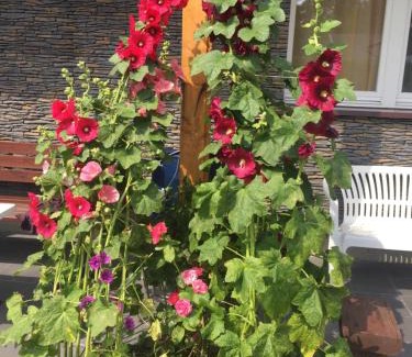 Rowy House | A&R Brzozowa 5