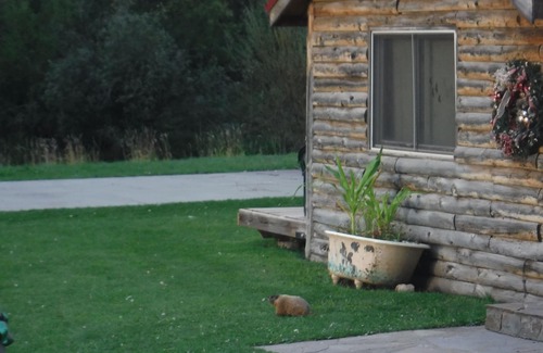 Hill City Cabin | A Rustic/modern cabin by the creek a big front yard and lots of Wildlife abound