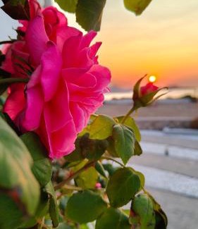 Milos Apartment | Agnanti View Hotel