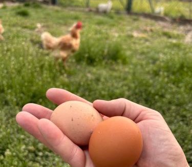 Sona House | Agriturismo Colombarola