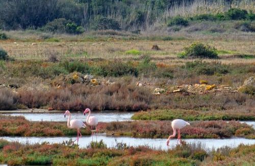 Masainas Bed & Breakfast | Agriturismo Is Solinas