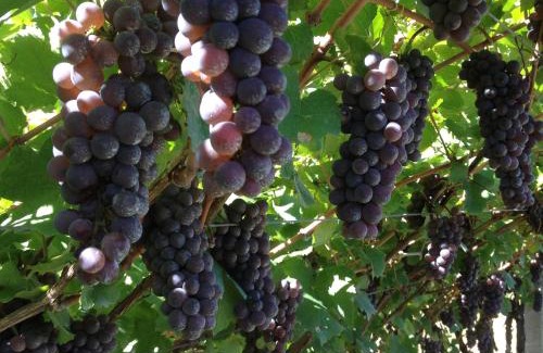 Mattarello House | Agriturismo La Decima