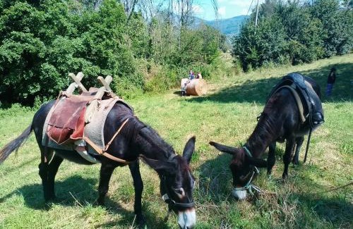Pieve Fosciana House | Agriturismo la Fattoria al Crocefisso