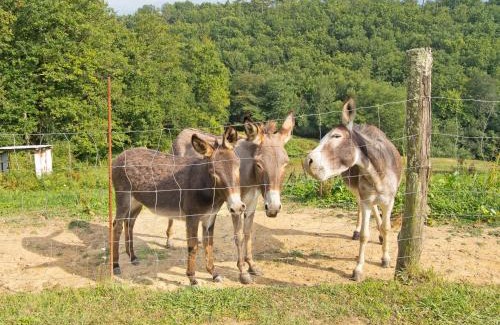 Masero House | Agriturismo La Selva