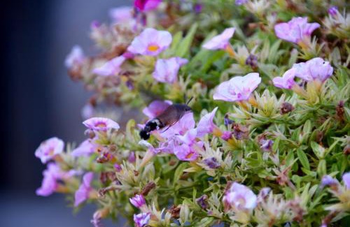 Gaiole in Chianti House | Agriturismo Podere Terrena