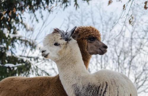 Niegowa House | Agroturystyka Pod Strażnicą