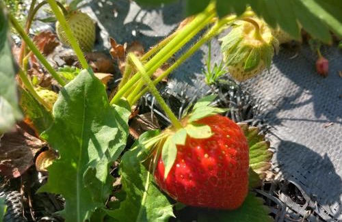 Jonkowo Apartment | Agroturystyka Porbady