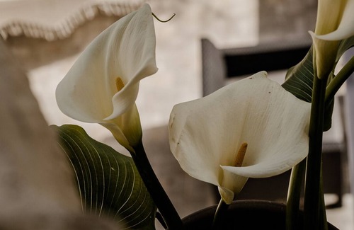 Aristotelis Apartment | Aiora Yard - Anemone