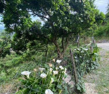Kobuleti House | Aleko Guest House
