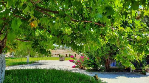 Kounopetra Apartment | Alekos Beach Houses-Angelo