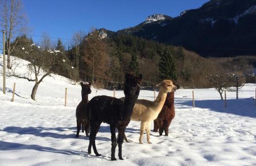 Aschau im Chiemgau Apartment | Alpaka-Hof Landinger