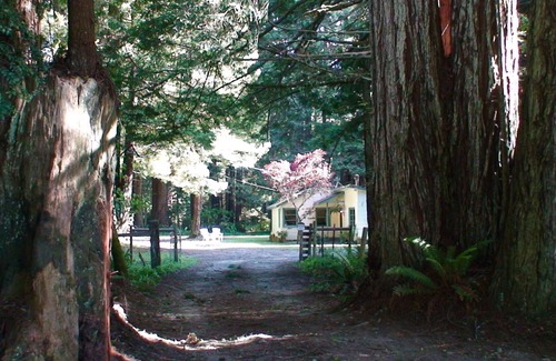 Crescent City Cottage | Amy's Redwood Cottage