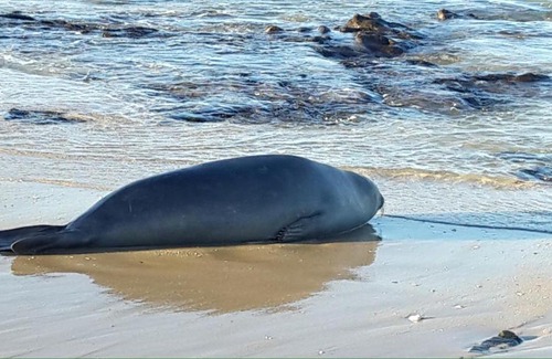 Wavecrest Apartment | Ana's Rus