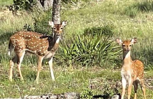 Johnson City House | Anderson Cottage at Wrenwood Ranch, King Bed, Walking Distance to the Winery