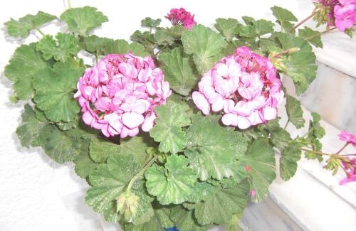 Archangelos Hotel | Anthula Sun