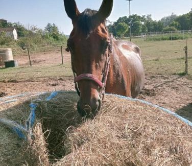 Castell'Alfero Apartment | Anticopodere