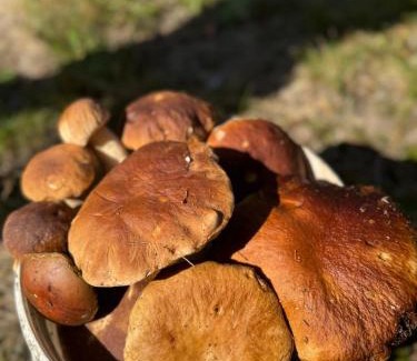 Warlubie Apartment | Apartament w Lipinkach