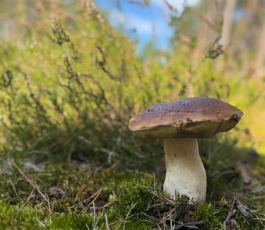 Warlubie Apartment | Apartament w Lipinkach