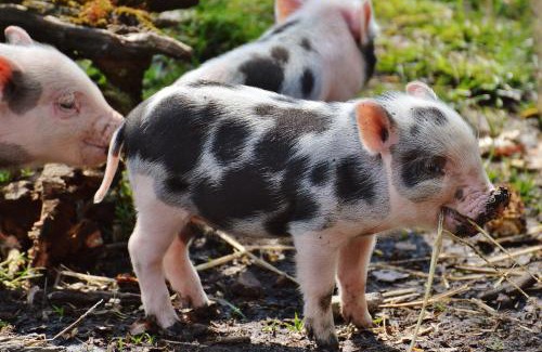 Flachau Apartment | Aparthotel Fuxbau