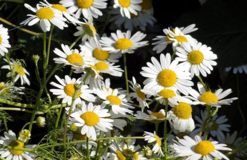 Mittersill Hotel | Aparthotel Hohe Brücke