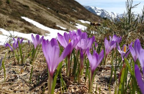 Laimach Apartment | Apartment in Hippach near Mayrhofen Ski Area