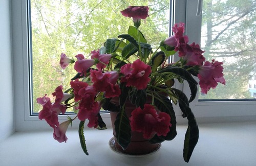 Sortavala Apartment | Apartment Komsomolskaya