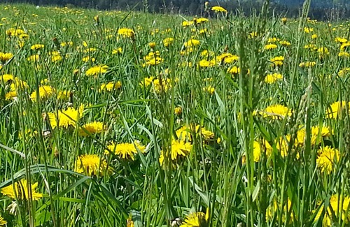Klopein am Klopeiner See Apartment | Apartment 'Superior Mit Alpenblick' with Mountain View, Wi-Fi and Air Conditioning