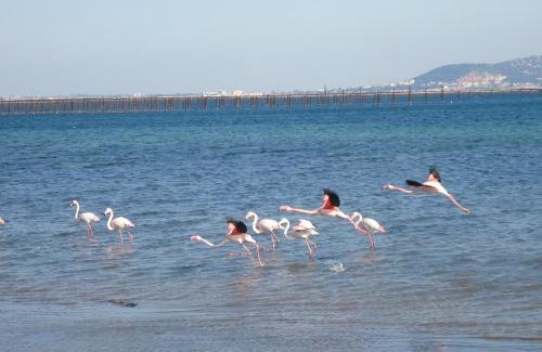 Marseillan Bed & Breakfast | Au bord de Thau
