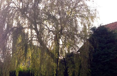 Maisoncelle Bed & Breakfast | Au repos du roi