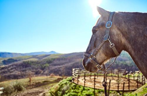 Campiglia d'Orcia House | Az.Agr. Il Cavalleggero