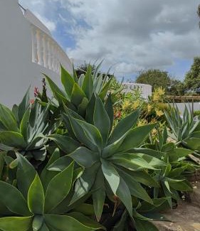 Azinhal e Amendoeira Bed & Breakfast | B&B Chambre 1 Vila Alegria ESTOI