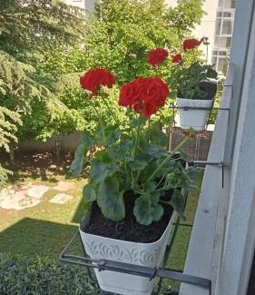 Altipiano Est Bed & Breakfast | B&B Grace