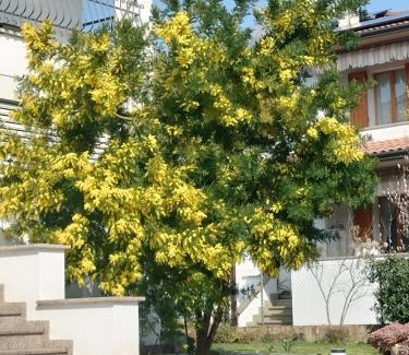 Imola Bed & Breakfast | B & B Le Mimose