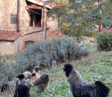 Castel del Piano Bed & Breakfast | B&B Podere Legnotorto