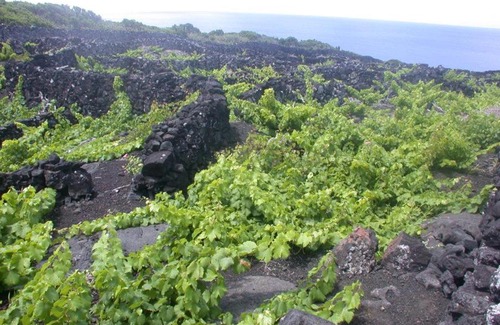 Sao Roque do Pico House | Baco's Vineyard